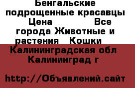 Бенгальские подрощенные красавцы. › Цена ­ 20 000 - Все города Животные и растения » Кошки   . Калининградская обл.,Калининград г.